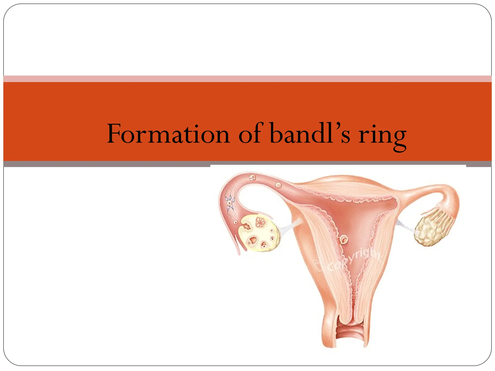 UTERUS:
Formation of bandl’s ring
 