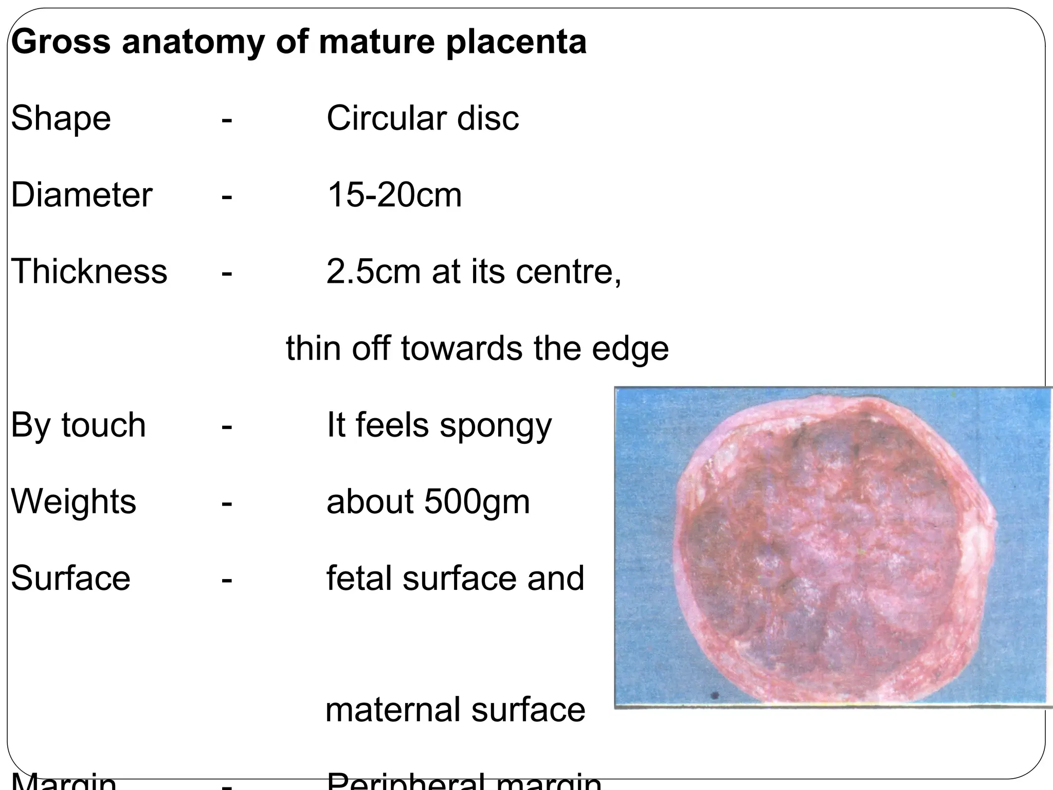 Gross anatomy of mature placenta
Shape - Circular disc
Diameter - 15-20cm
Thickness - 2.5cm at its centre,
thin off towards the edge
By touch - It feels spongy
Weights - about 500gm
Surface - fetal surface and
maternal surface
 