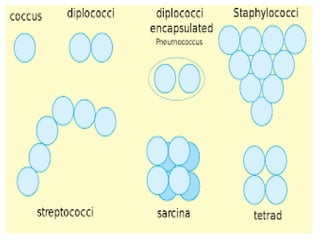 unit 1 structure of bacterial cell ......Morphological classification ...