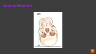 Tangential Projection Radiograph Fundamental Principles and Terminology in Radiographic Positioning and ...