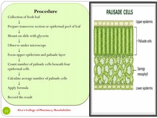 Alva's College of Pharmacy, Moodubidire
12
Procedure
Collection of fresh leaf
↓
Prepare transverse section or epidermal peel of leaf
↓
Mount on slide with glycerin
↓
Observe under microscope
↓
Focus upper epidermis and palisade layer
↓
Count number of palisade cells beneath four
epidermal cells
↓
Calculate average number of palisade cells
↓
Apply formula
↓
Record the result
 