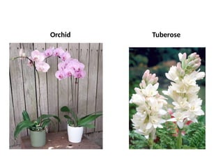 Orchid Tuberose
 