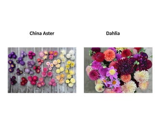 China Aster Dahlia
 