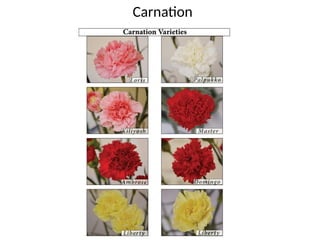 Carnation
 