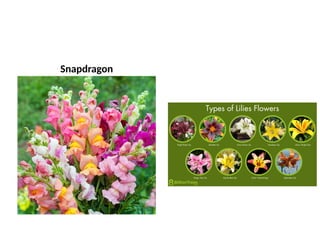 Snapdragon
 