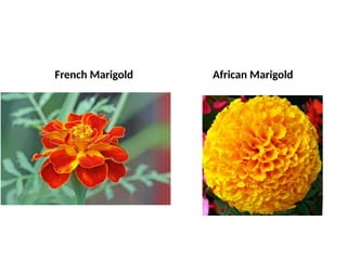 French Marigold African Marigold
 