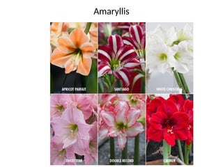 Amaryllis
 