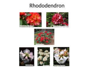 Rhododendron
 