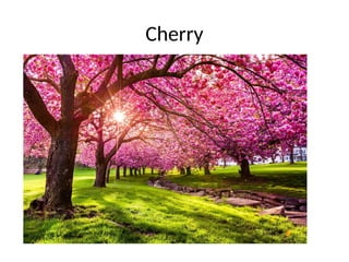 Cherry
 