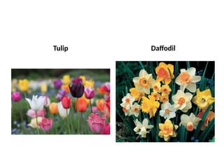 Tulip Daffodil
 