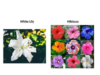 White Lily Hibiscus
 