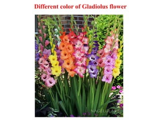 Different color of Gladiolus flower
 