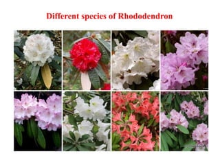 Different species of Rhododendron
 