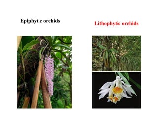 Epiphytic orchids Lithophytic orchids
 