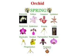 Orchid
 