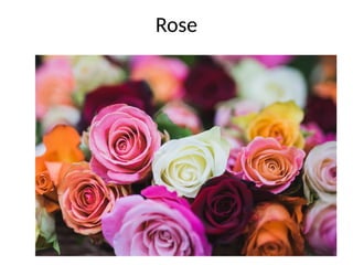 Rose
 