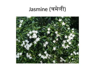 Jasmine (चमेली)
 