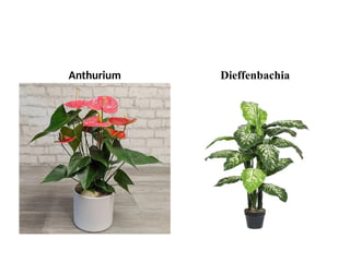Anthurium Dieffenbachia
 
