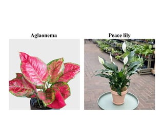 Aglaonema Peace lily
 