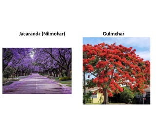 Jacaranda (Nilmohar) Gulmohar
 