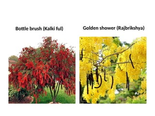 Bottle brush (Kalki ful) Golden shower (Rajbrikshya)
 