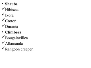 • Shrubs
Hibiscus
Ixora
Croton
Duranta
• Climbers
Bougainvillea
Allamanda
Rangoon creeper
 