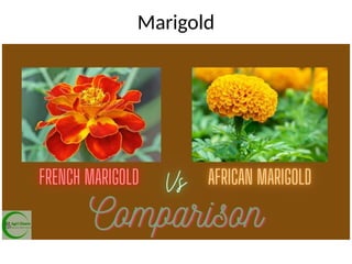 Marigold
 