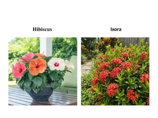 Hibiscus Ixora
 