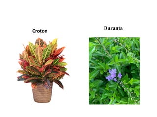 Croton
Duranta
 