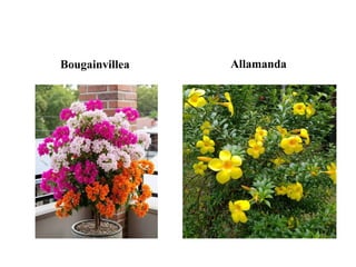Bougainvillea Allamanda
 