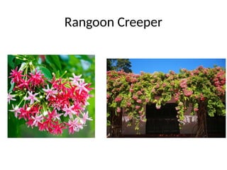 Rangoon Creeper
 