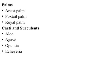 Palms
• Areca palm
• Foxtail palm
• Royal palm
Cacti and Succulents
• Aloe
• Agave
• Opuntia
• Echeveria
 