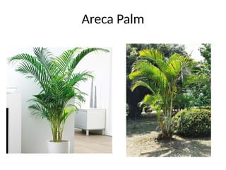 Areca Palm
 