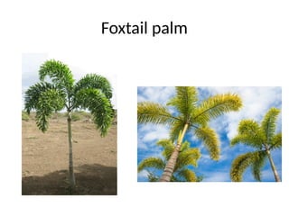 Foxtail palm
 