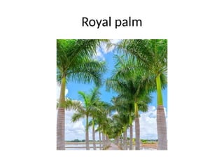 Royal palm
 