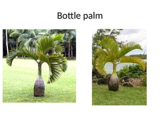 Bottle palm
 