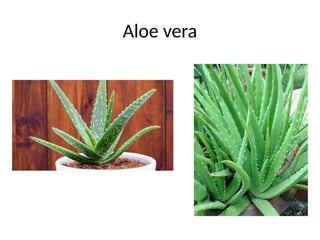 Aloe vera
 