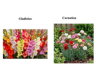 Gladiolus Carnation
 