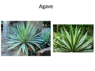 Agave
 