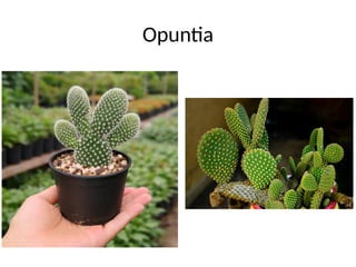 Opuntia
 