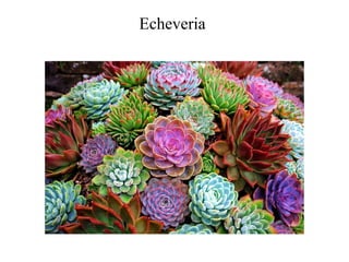 Echeveria
 