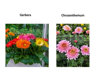 Gerbera Chrysenthemum
 
