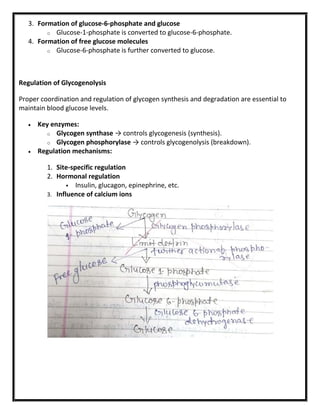 3. Formation of glucose-6-phosphate and glucose
o Glucose-1-phosphate is converted to glucose-6-phosphate.
4. Formation of free glucose molecules
o Glucose-6-phosphate is further converted to glucose.
Regulation of Glycogenolysis
Proper coordination and regulation of glycogen synthesis and degradation are essential to
maintain blood glucose levels.
 Key enzymes:
o Glycogen synthase → controls glycogenesis (synthesis).
o Glycogen phosphorylase → controls glycogenolysis (breakdown).
 Regulation mechanisms:
1. Site-specific regulation
2. Hormonal regulation
 Insulin, glucagon, epinephrine, etc.
3. Influence of calcium ions
 