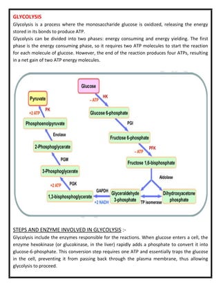 GLYCOLYSIS
Glycolysis is a process where the monosaccharide glucose is oxidized, releasing the energy
stored in its bonds to produce ATP.
Glycolysis can be divided into two phases: energy consuming and energy yielding. The first
phase is the energy consuming phase, so it requires two ATP molecules to start the reaction
for each molecule of glucose. However, the end of the reaction produces four ATPs, resulting
in a net gain of two ATP energy molecules.
STEPS AND ENZYME INVOLVED IN GLYCOLYSIS :-
Glycolysis include the enzymes responsible for the reactions. When glucose enters a cell, the
enzyme hexokinase (or glucokinase, in the liver) rapidly adds a phosphate to convert it into
glucose-6-phosphate. This conversion step requires one ATP and essentially traps the glucose
in the cell, preventing it from passing back through the plasma membrane, thus allowing
glycolysis to proceed.
 