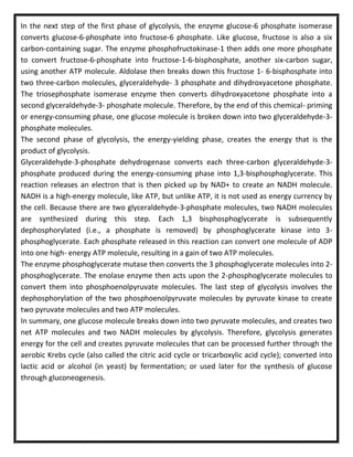 In the next step of the first phase of glycolysis, the enzyme glucose-6 phosphate isomerase
converts glucose-6-phosphate into fructose-6 phosphate. Like glucose, fructose is also a six
carbon-containing sugar. The enzyme phosphofructokinase-1 then adds one more phosphate
to convert fructose-6-phosphate into fructose-1-6-bisphosphate, another six-carbon sugar,
using another ATP molecule. Aldolase then breaks down this fructose 1- 6-bisphosphate into
two three-carbon molecules, glyceraldehyde- 3 phosphate and dihydroxyacetone phosphate.
The triosephosphate isomerase enzyme then converts dihydroxyacetone phosphate into a
second glyceraldehyde-3- phosphate molecule. Therefore, by the end of this chemical- priming
or energy-consuming phase, one glucose molecule is broken down into two glyceraldehyde-3-
phosphate molecules.
The second phase of glycolysis, the energy-yielding phase, creates the energy that is the
product of glycolysis.
Glyceraldehyde-3-phosphate dehydrogenase converts each three-carbon glyceraldehyde-3-
phosphate produced during the energy-consuming phase into 1,3-bisphosphoglycerate. This
reaction releases an electron that is then picked up by NAD+ to create an NADH molecule.
NADH is a high-energy molecule, like ATP, but unlike ATP, it is not used as energy currency by
the cell. Because there are two glyceraldehyde-3-phosphate molecules, two NADH molecules
are synthesized during this step. Each 1,3 bisphosphoglycerate is subsequently
dephosphorylated (i.e., a phosphate is removed) by phosphoglycerate kinase into 3-
phosphoglycerate. Each phosphate released in this reaction can convert one molecule of ADP
into one high- energy ATP molecule, resulting in a gain of two ATP molecules.
The enzyme phosphoglycerate mutase then converts the 3 phosphoglycerate molecules into 2-
phosphoglycerate. The enolase enzyme then acts upon the 2-phosphoglycerate molecules to
convert them into phosphoenolpyruvate molecules. The last step of glycolysis involves the
dephosphorylation of the two phosphoenolpyruvate molecules by pyruvate kinase to create
two pyruvate molecules and two ATP molecules.
In summary, one glucose molecule breaks down into two pyruvate molecules, and creates two
net ATP molecules and two NADH molecules by glycolysis. Therefore, glycolysis generates
energy for the cell and creates pyruvate molecules that can be processed further through the
aerobic Krebs cycle (also called the citric acid cycle or tricarboxylic acid cycle); converted into
lactic acid or alcohol (in yeast) by fermentation; or used later for the synthesis of glucose
through gluconeogenesis.
 