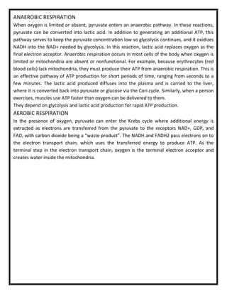 ANAEROBIC RESPIRATION
When oxygen is limited or absent, pyruvate enters an anaerobic pathway. In these reactions,
pyruvate can be converted into lactic acid. In addition to generating an additional ATP, this
pathway serves to keep the pyruvate concentration low so glycolysis continues, and it oxidizes
NADH into the NAD+ needed by glycolysis. In this reaction, lactic acid replaces oxygen as the
final electron acceptor. Anaerobic respiration occurs in most cells of the body when oxygen is
limited or mitochondria are absent or nonfunctional. For example, because erythrocytes (red
blood cells) lack mitochondria, they must produce their ATP from anaerobic respiration. This is
an effective pathway of ATP production for short periods of time, ranging from seconds to a
few minutes. The lactic acid produced diffuses into the plasma and is carried to the liver,
where it is converted back into pyruvate or glucose via the Cori cycle. Similarly, when a person
exercises, muscles use ATP faster than oxygen can be delivered to them.
They depend on glycolysis and lactic acid production for rapid ATP production.
AEROBIC RESPIRATION
In the presence of oxygen, pyruvate can enter the Krebs cycle where additional energy is
extracted as electrons are transferred from the pyruvate to the receptors NAD+, GDP, and
FAD, with carbon dioxide being a “waste product”. The NADH and FADH2 pass electrons on to
the electron transport chain, which uses the transferred energy to produce ATP. As the
terminal step in the electron transport chain, oxygen is the terminal electron acceptor and
creates water inside the mitochondria.
 
