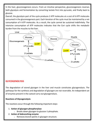 In the liver, gluconeogenesis occurs. From an intuitive perspective, gluconeogenesis reverses
both glycolysis and fermentation by converting lactate first into pyruvate, and finally back to
glucose.
Overall, the glycolysis part of the cycle produces 2 ATP molecules at a cost of 6 ATP molecules
consumed in the gluconeogenesis part. Each iteration of the cycle must be maintained by a net
consumption of 4 ATP molecules. As a result, the cycle cannot be sustained indefinitely. The
intensive consumption of ATP molecules indicates that the Cori cycle shifts the metabolic
burden from the muscles to the liver.
GLYCOGENOLYSIS
The degradation of stored glycogen in the liver and muscle constitutes glycogenolysis. The
pathways for the synthesis and degradation of glycogen are not reversible. An independent set
of enzymes present in the cytosol carry out glycogenolysis.
Reactions of Glycogenolysis
The reactions occur through the following important steps:
1. Action of glycogen phosphorylase
o Breaks down glycogen to glucose-1-phosphate.
2. Action of debranching enzyme
o Removes branch points in glycogen structure.
 