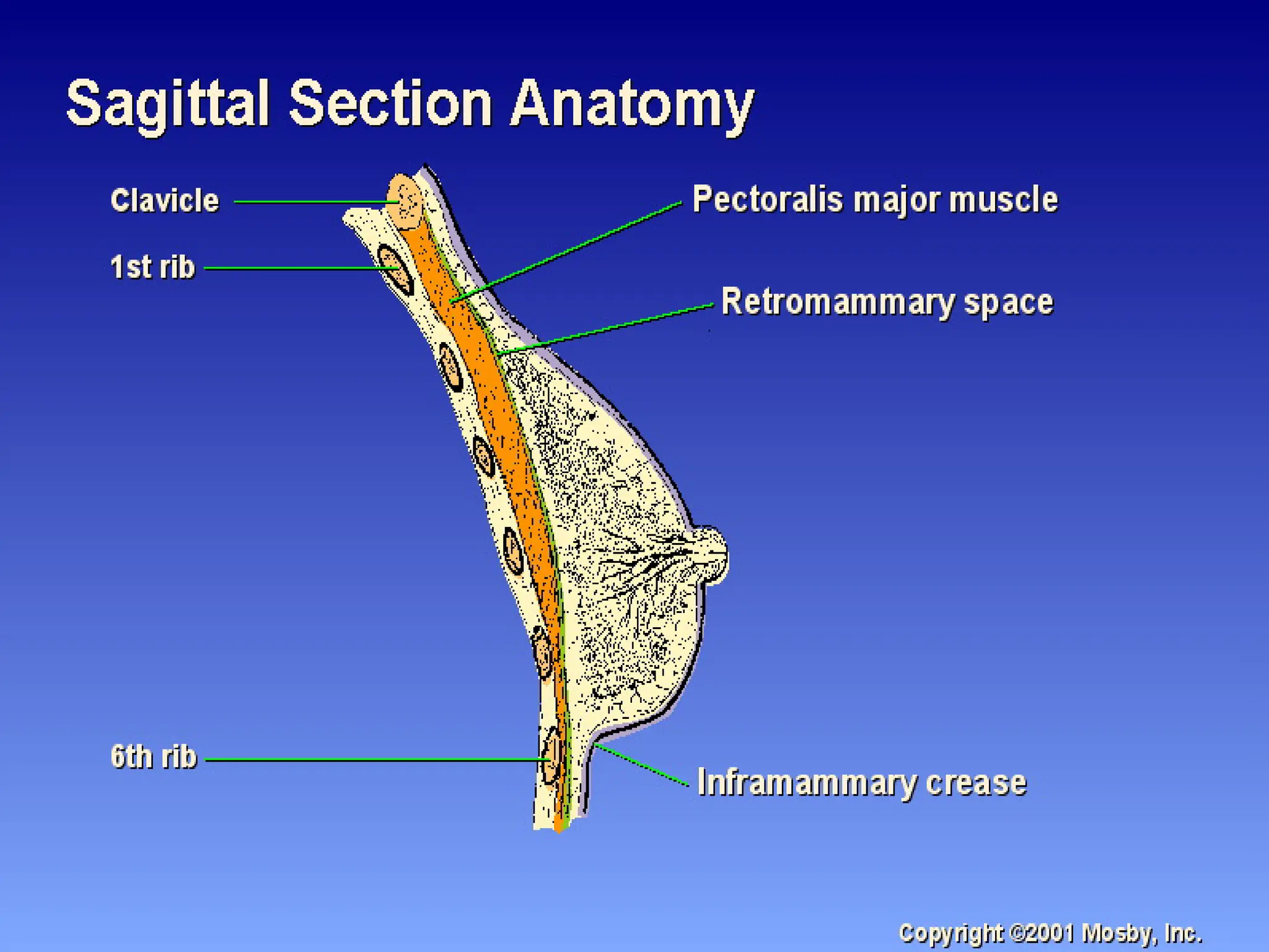 Left Rbeast Quadrants unit1-breastanatomyandphysiology-170811093651.pdf