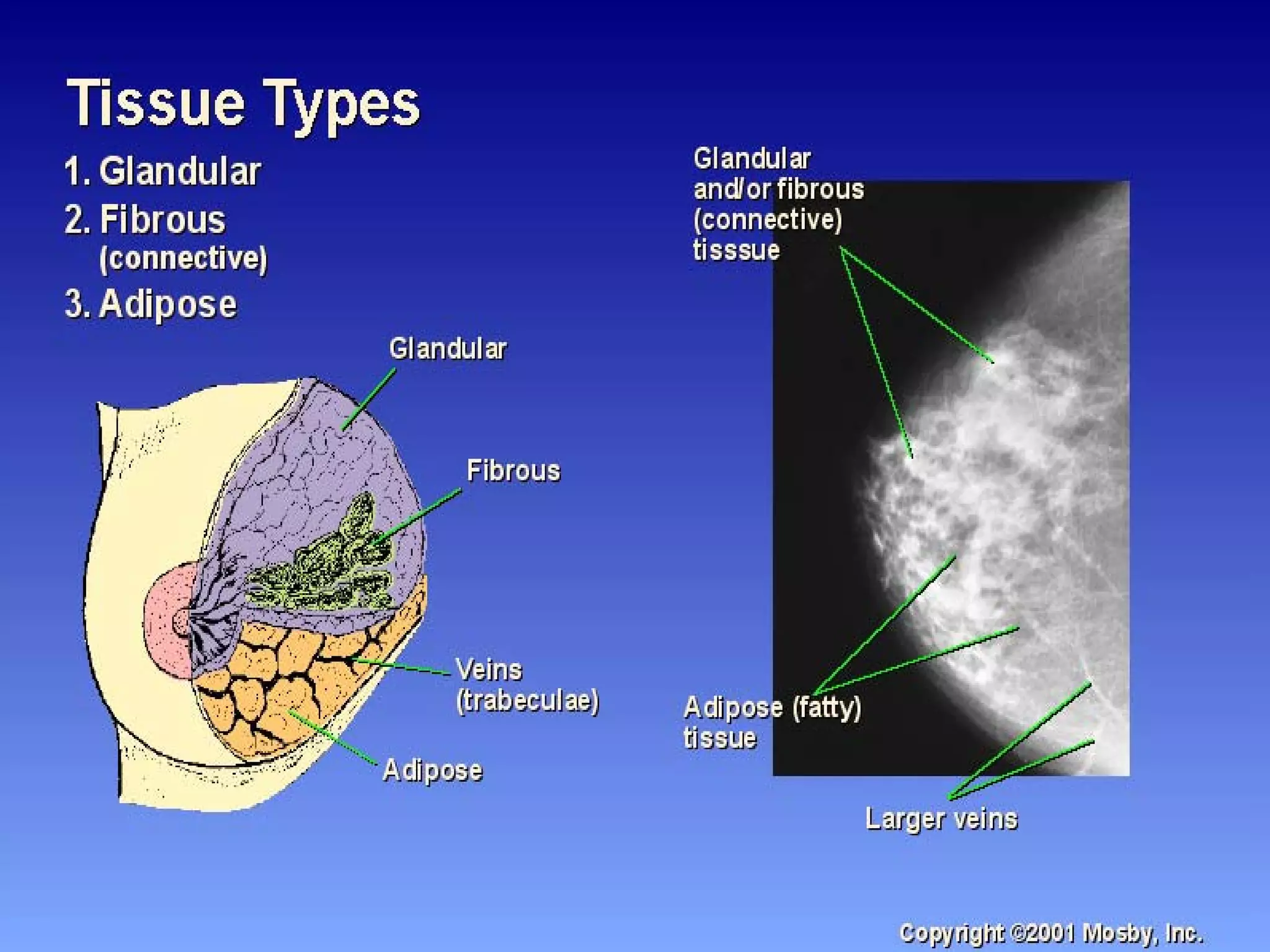 breast anatomy and physiology | PPT