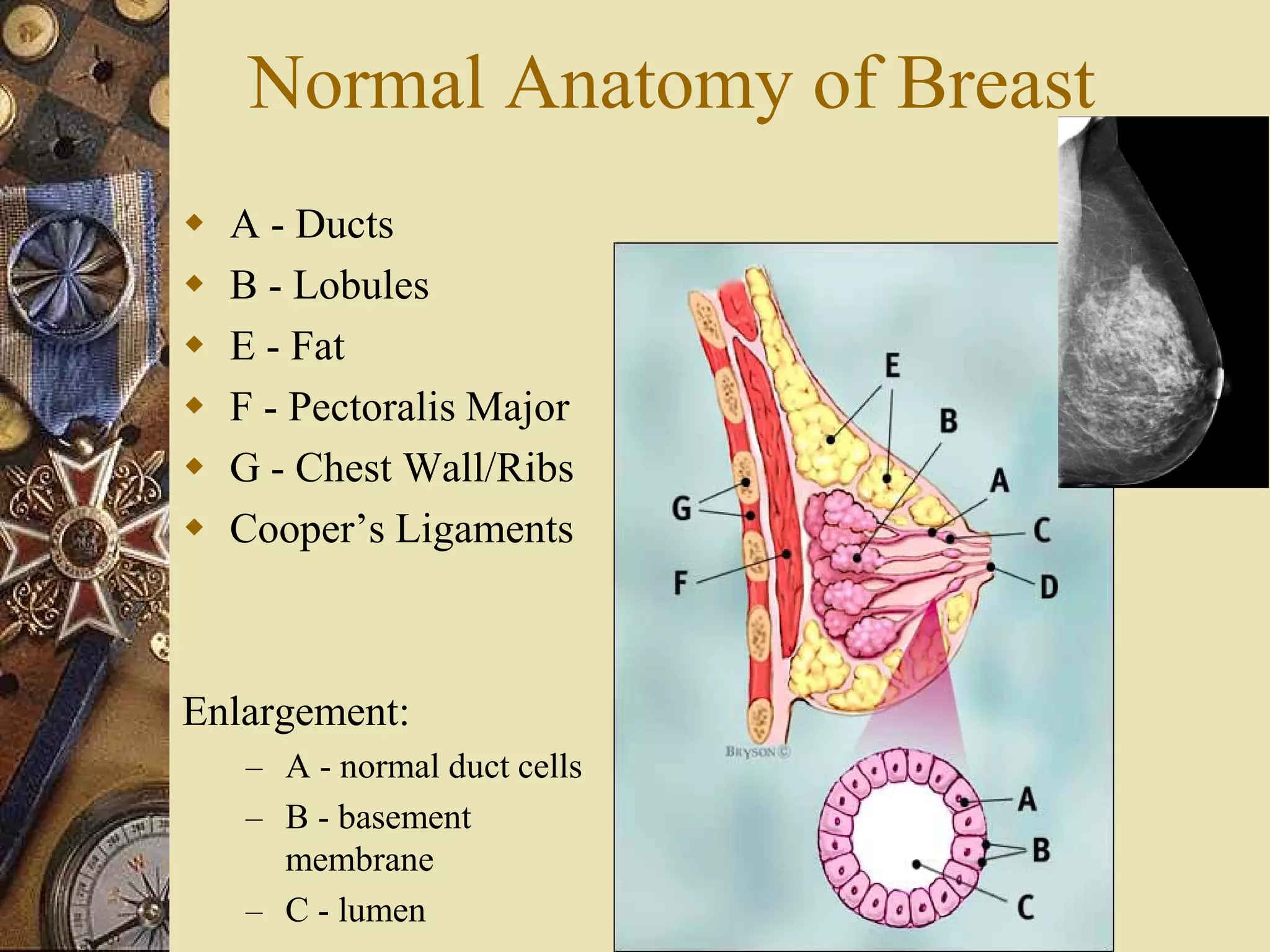 Breast Anatomy And Physiology PDF breast-anatomy-and-physiology-pdf